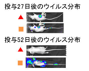 Fig4. MVV