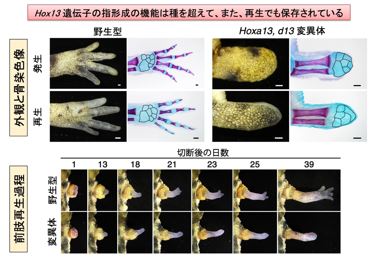 竹内先生研究成果20220316