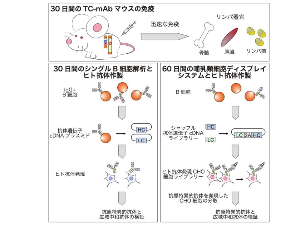 R7.10プレスリリース濱道助教
