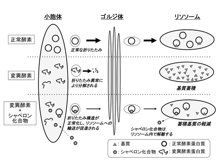 檜垣先生研究紹介①