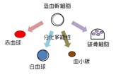 血液分化1