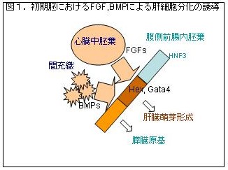肝臓形成