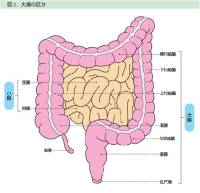 大腸