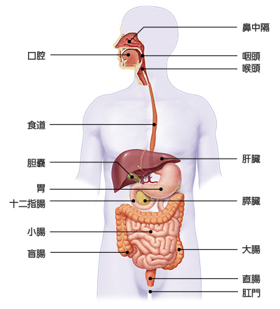 消化管